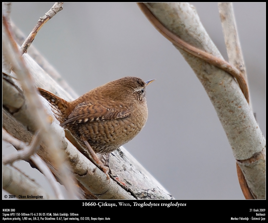 Eurasian Wren