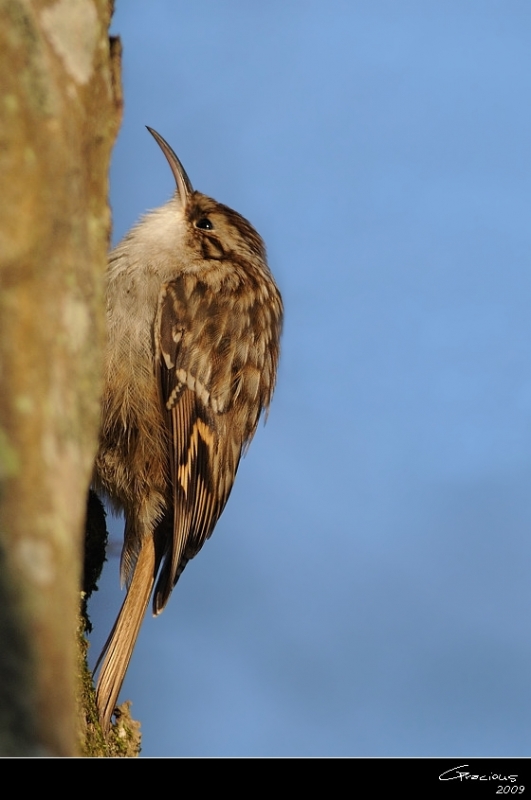 Short-toed Treecreeper