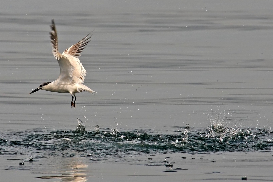 Sandwich Tern