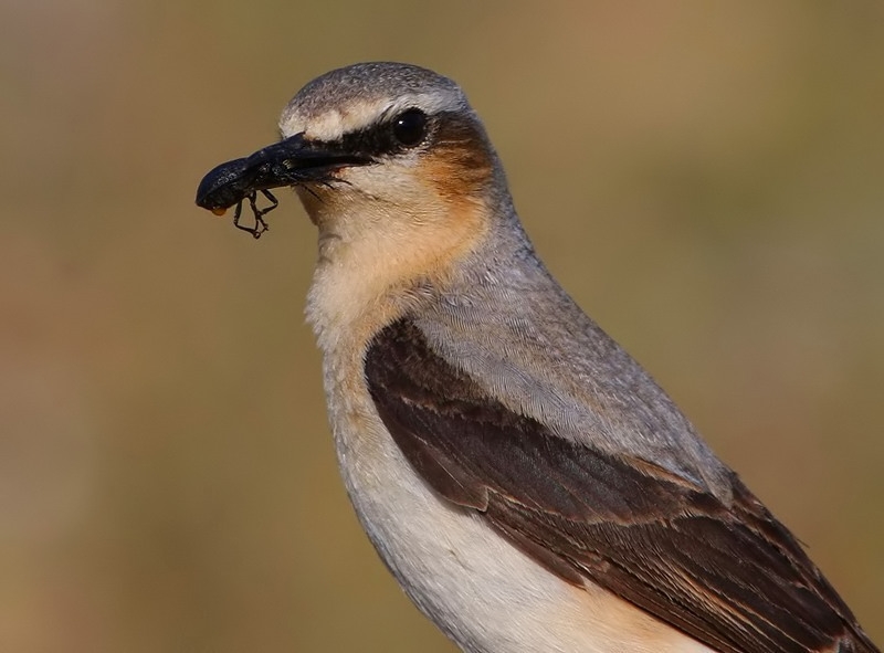 Northern Wheatear