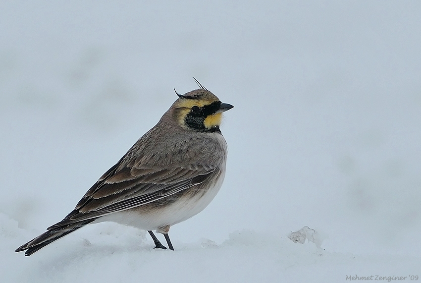 Horned Lark