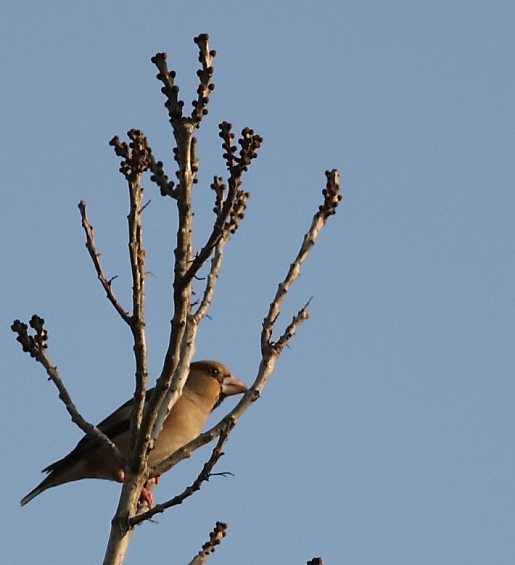 Hawfinch