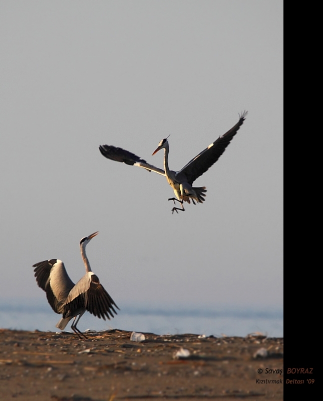Grey Heron