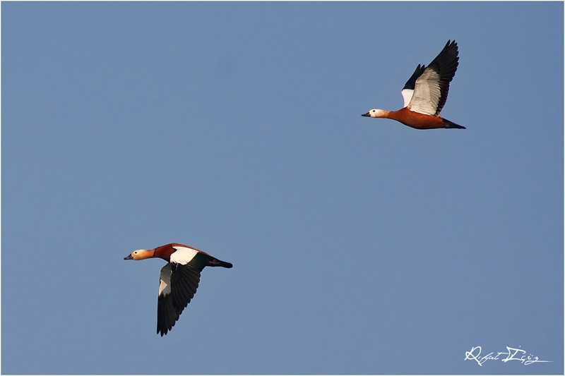 Ruddy Shelduck