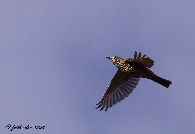 Mistle Thrush