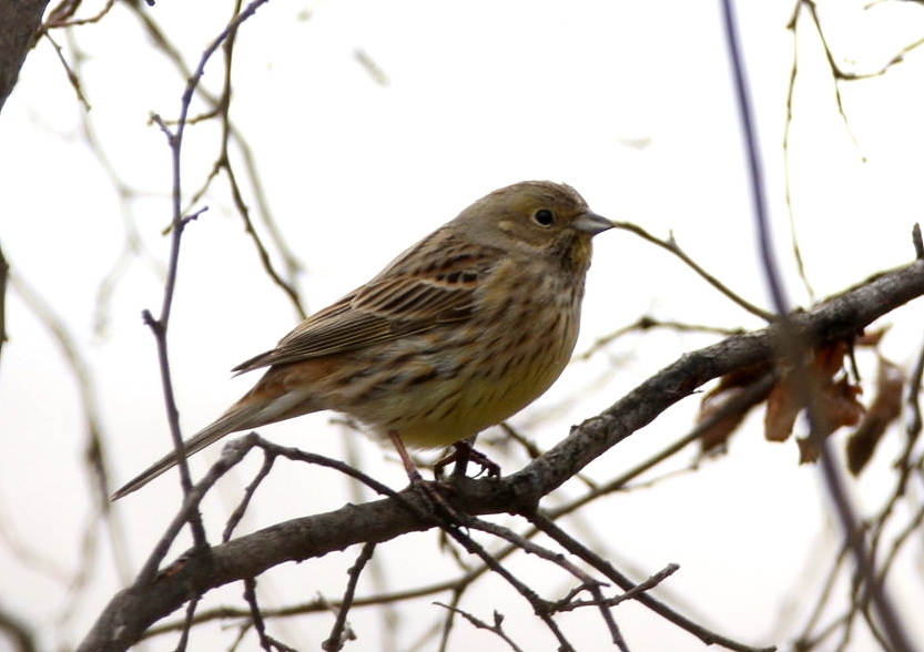 Yellowhammer
