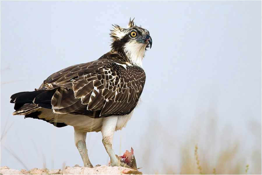 Osprey