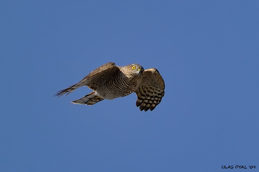 Eurasian Sparrowhawk