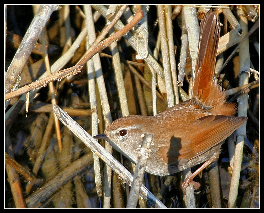 Cetti`s Warbler