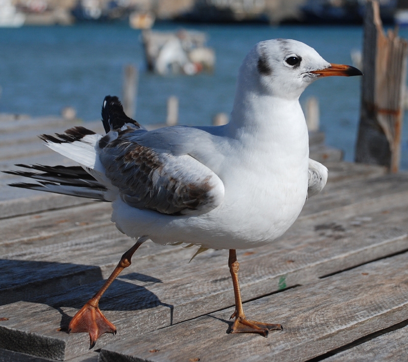 Black-headed Gull