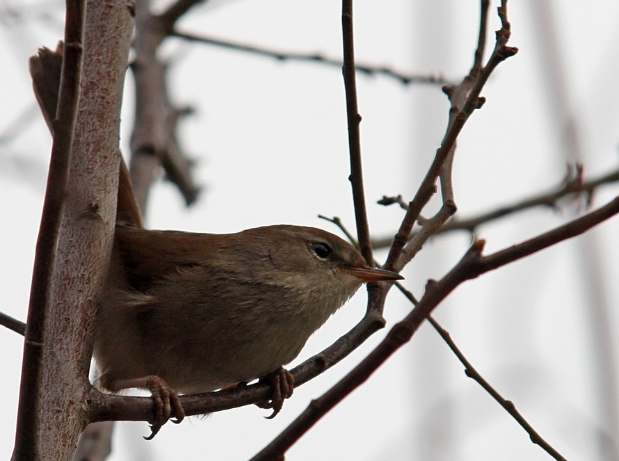 Cetti`s Warbler