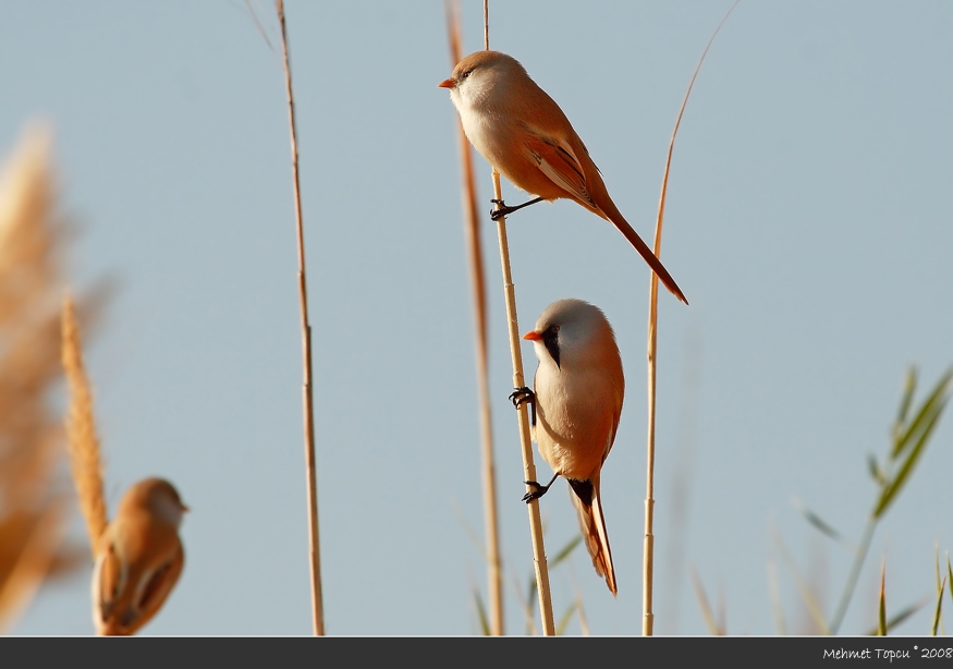 Bearded Reedling
