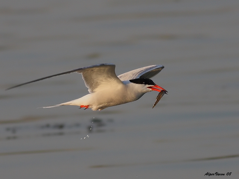 Common Tern