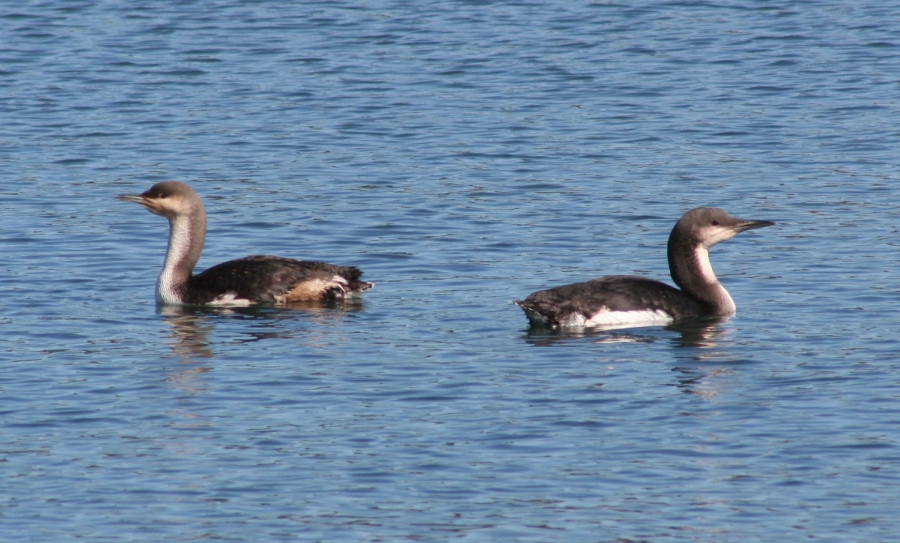 Black-throated Loon