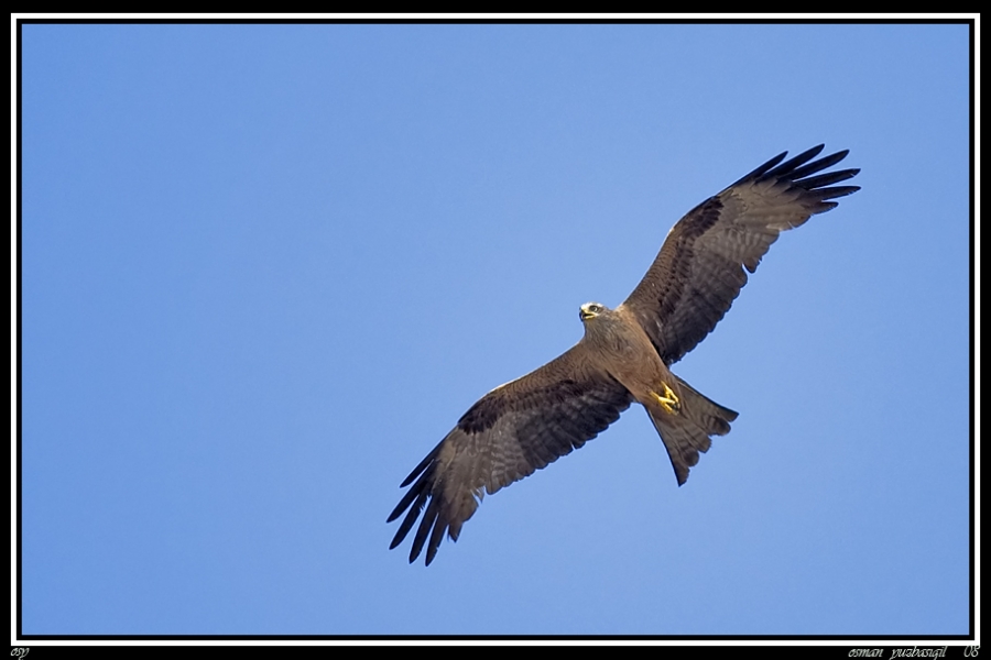 Black Kite