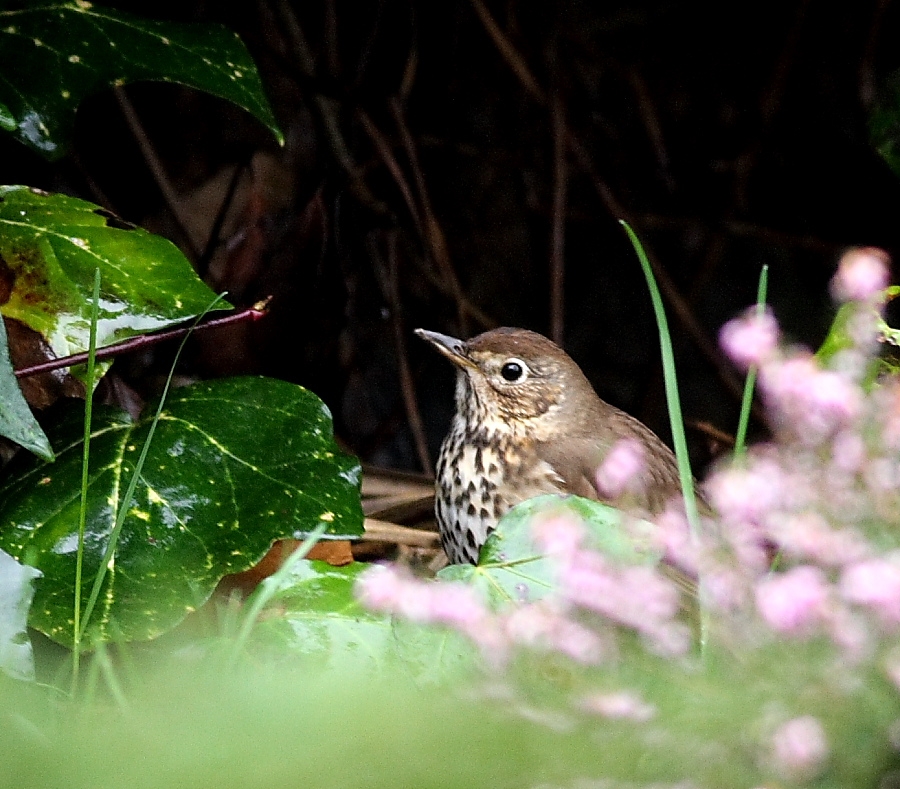 Song Thrush