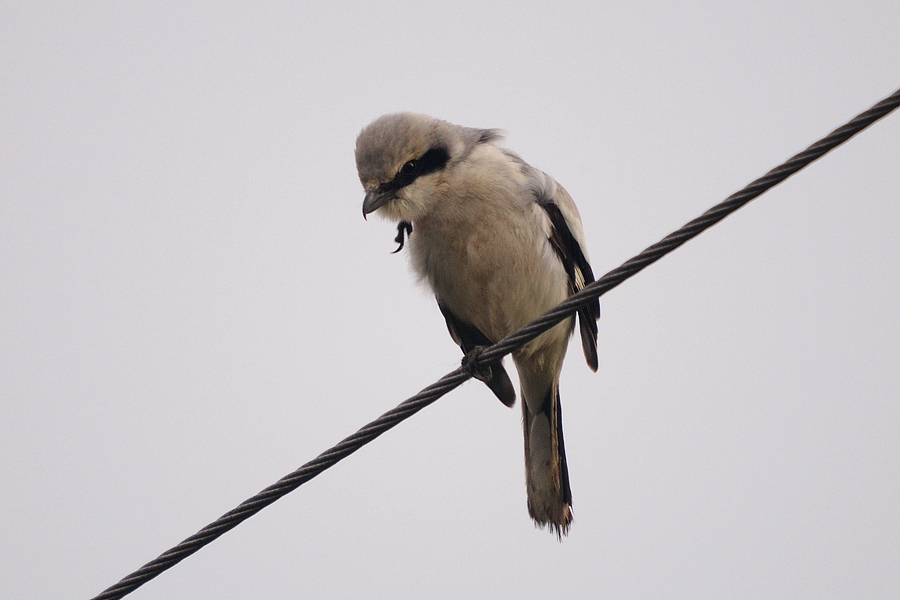 Great Grey Shrike