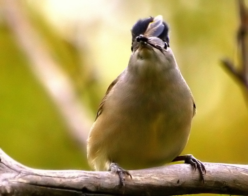 Eurasian Blackcap