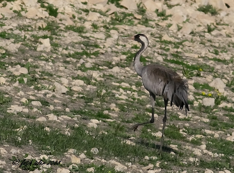 Common Crane