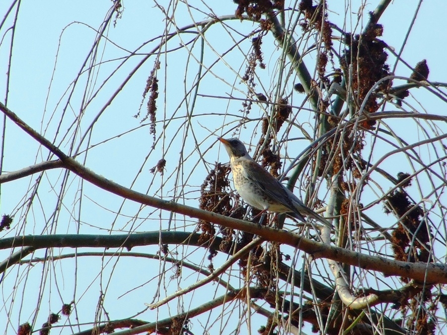 Fieldfare