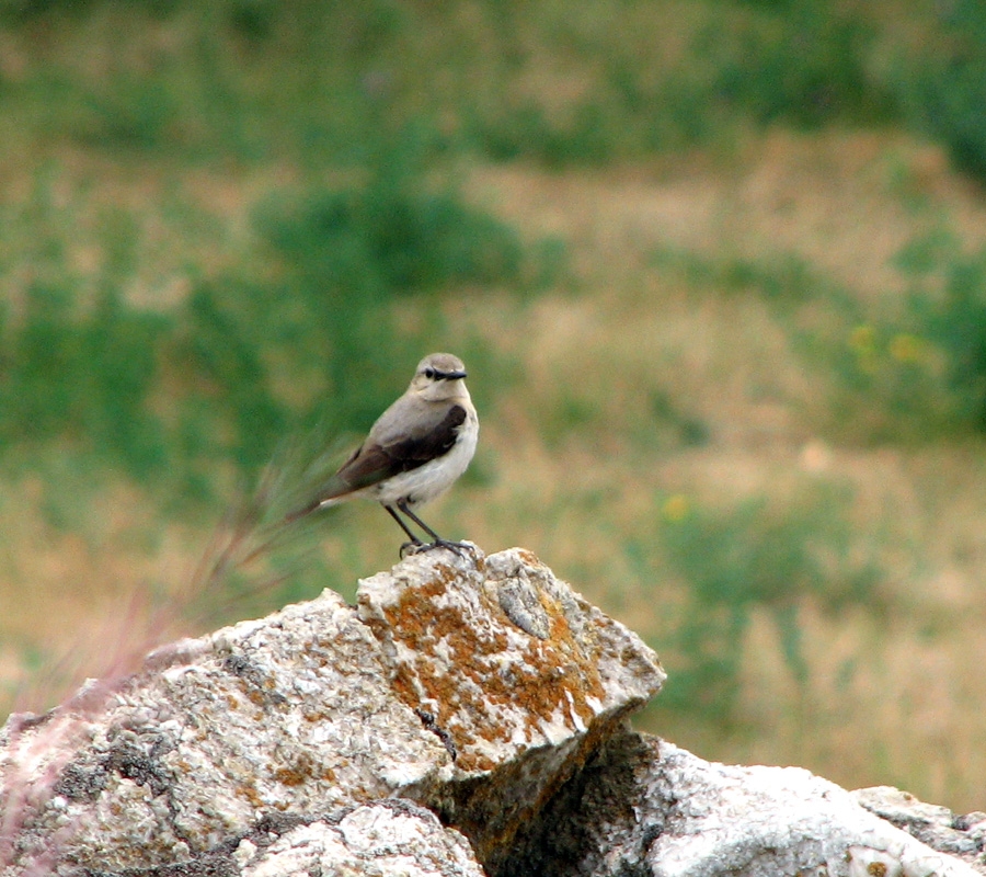 Northern Wheatear