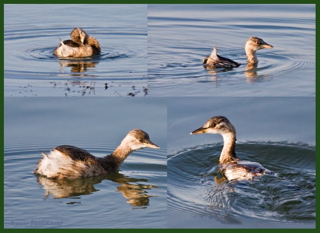 Little Grebe
