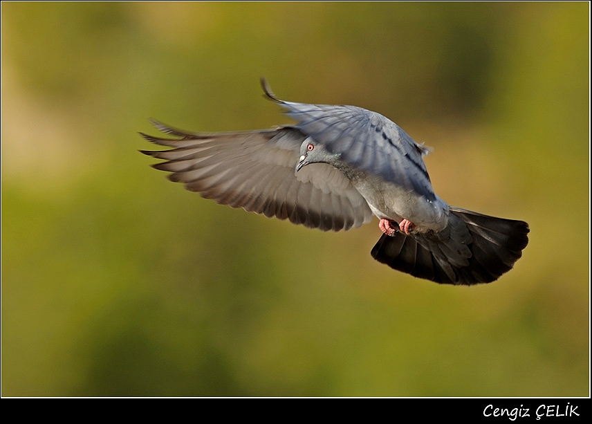 Rock Dove