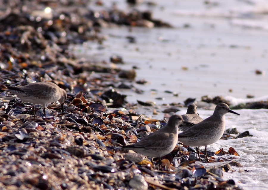Red Knot