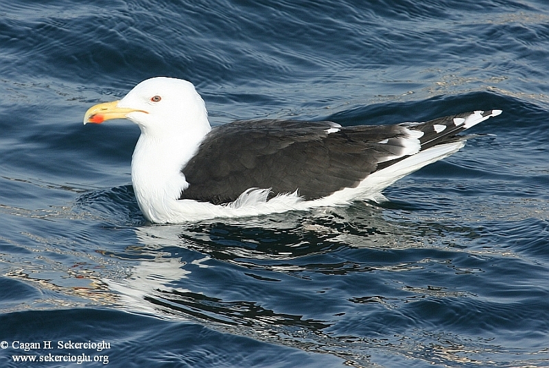 Great Black-backed Gull