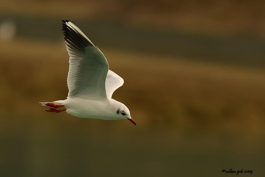Black-headed Gull