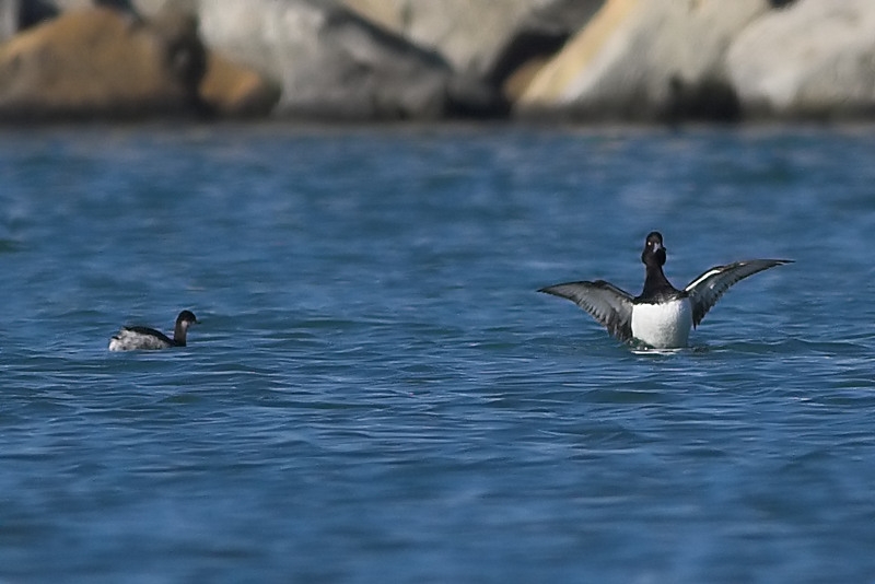 Tufted Duck