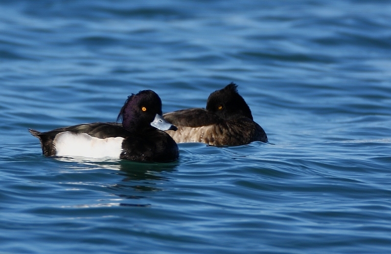 Tufted Duck