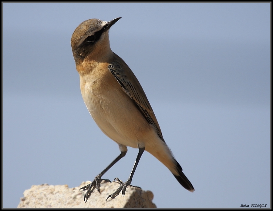 Northern Wheatear