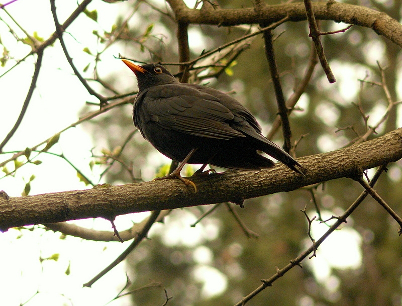 Common Blackbird