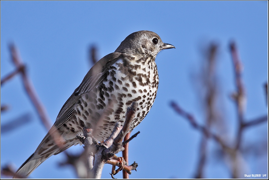 Mistle Thrush