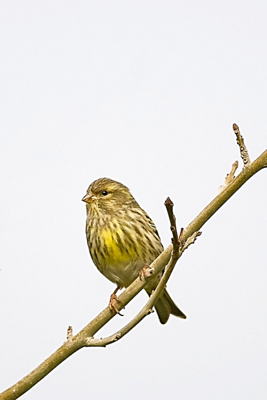 European Serin