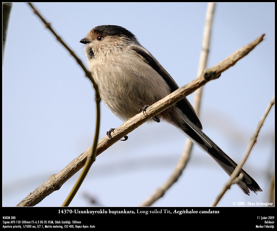 Long-tailed Tit