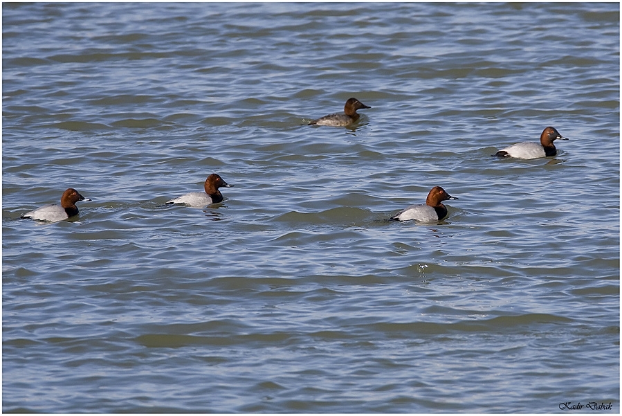 Common Pochard