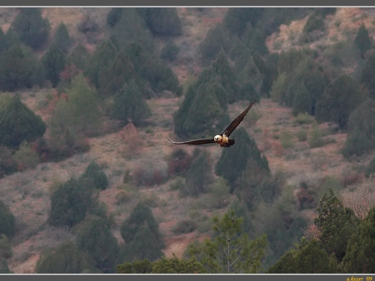 Bearded Vulture