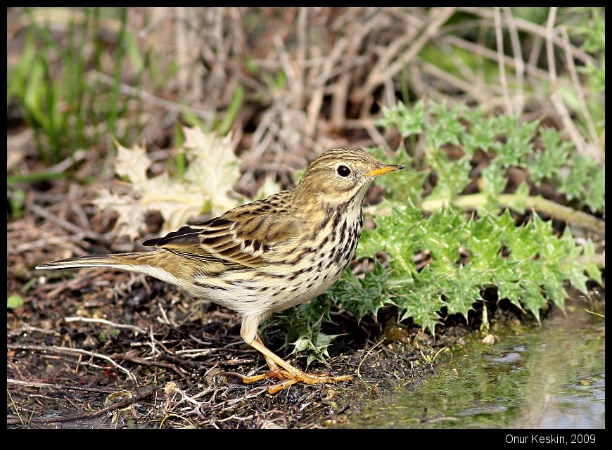 Meadow Pipit