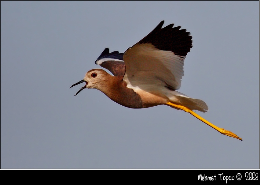 White-tailed Lapwing