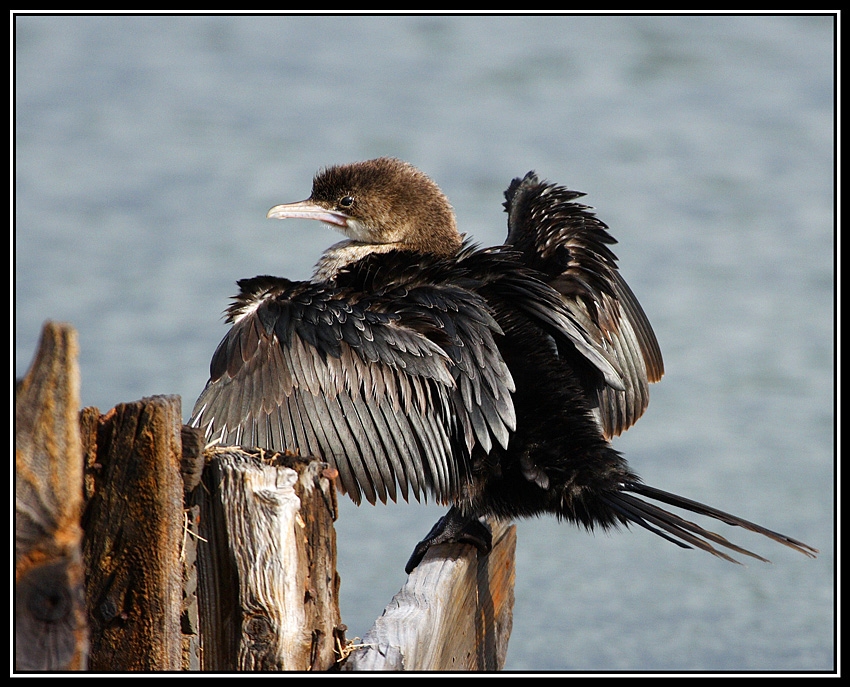 Pygmy Cormorant