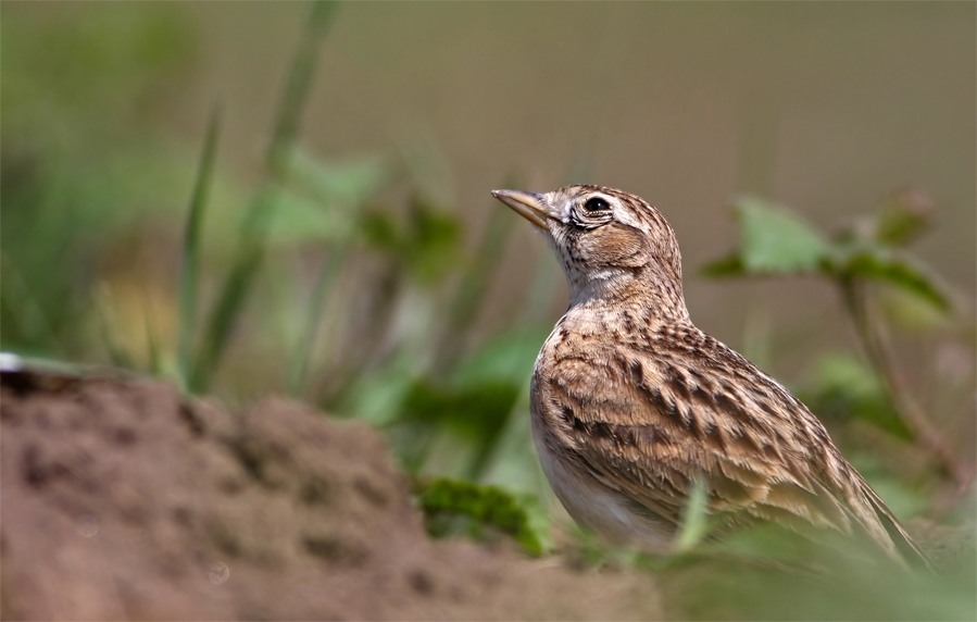 Greater Short-toed Lark