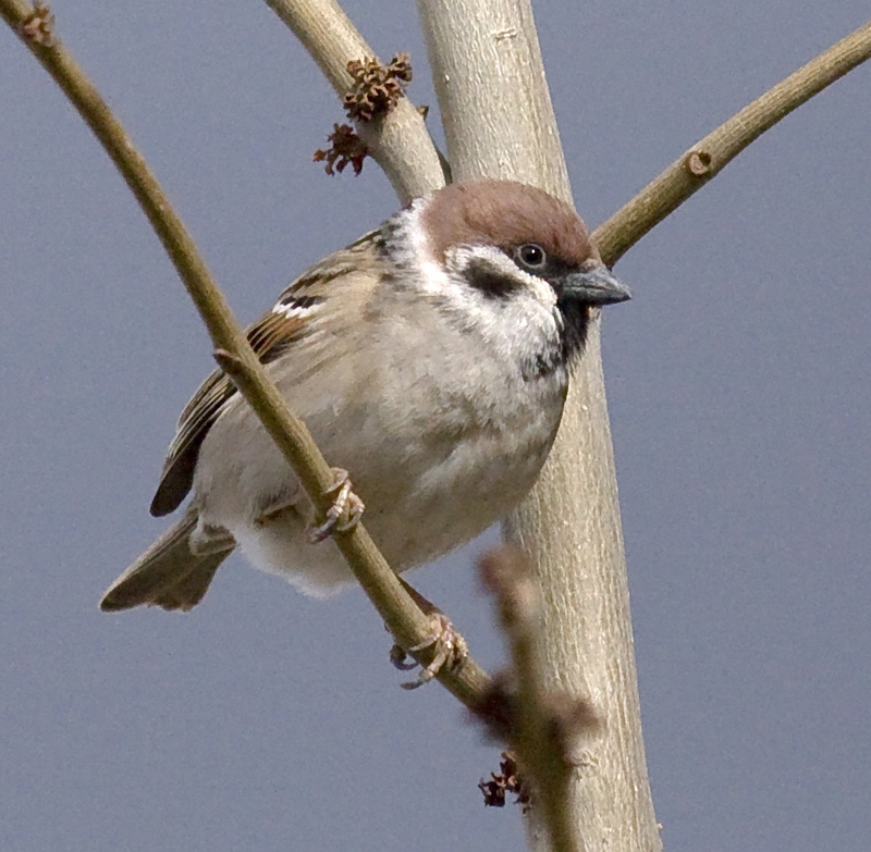 Eurasian Tree Sparrow