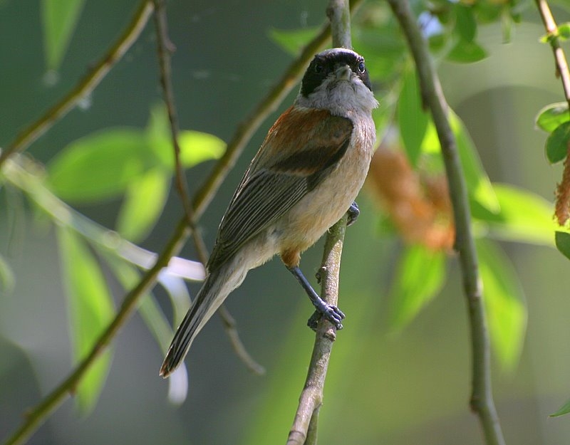 Eurasian Penduline Tit