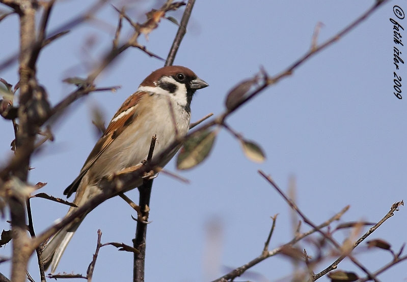 Eurasian Tree Sparrow