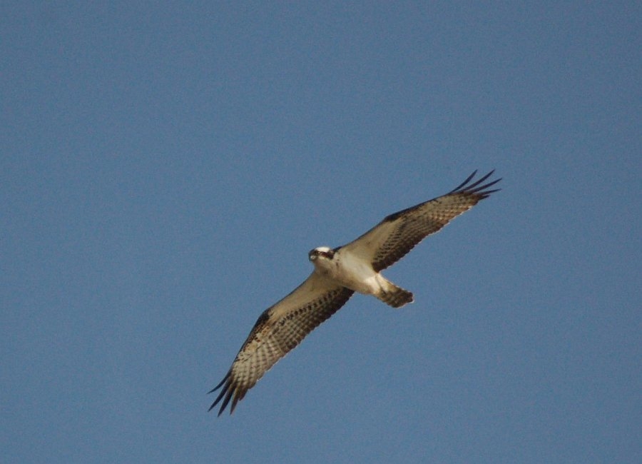 Osprey