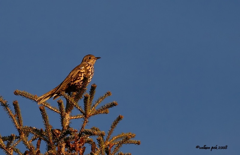 Mistle Thrush