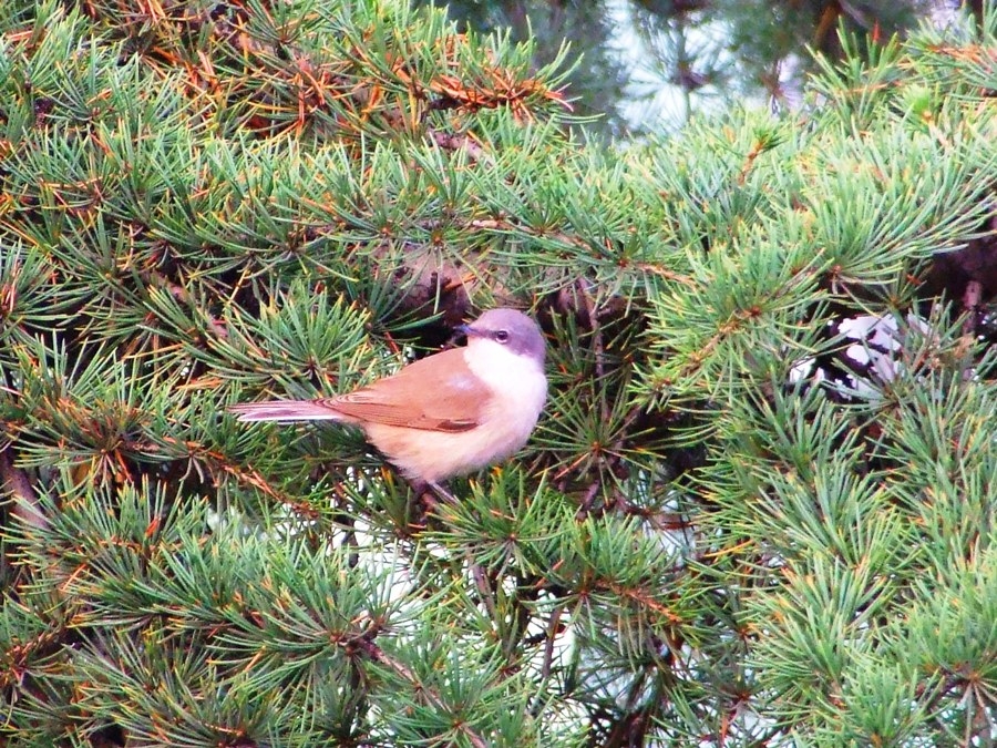 Lesser Whitethroat
