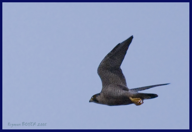 Peregrine Falcon